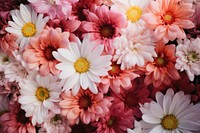  Plant background flower backgrounds blossom. AI generated Image by rawpixel.