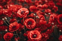  Plant background flower backgrounds poppy. AI generated Image by rawpixel.