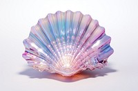 Seashell clam invertebrate translucent.