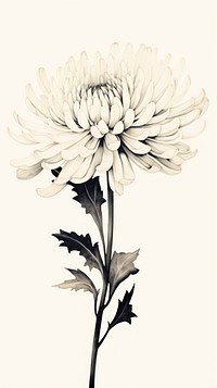 Flower chrysanths drawing dahlia.