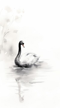 Bird animal swan reflection.