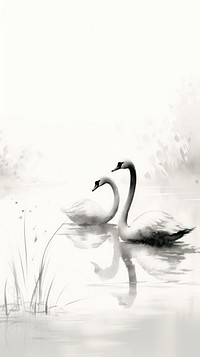 Bird swan animal white.