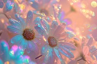 Daisy texture backgrounds blossom flower.