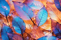 Orange and blue autumn leaves texture backgrounds outdoors nature.