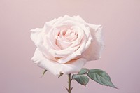 White rose flower plant pink. AI generated Image by rawpixel.