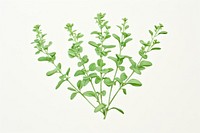 Thyme plant herbs leaf.