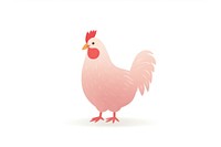 Chicken poultry animal bird.