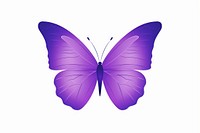 Violet butterfly insect animal purple.