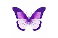 Violet butterfly insect purple white background.