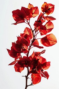 Floral branch flower plant petal. AI generated Image by rawpixel.