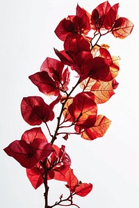 Floral branch flower nature plant. AI generated Image by rawpixel.
