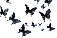 Black butterflies flying butterfly animal.