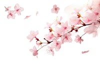 Cherry blossom flower plant white.