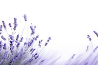 Lavenders backgrounds blossom flower.