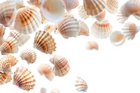 Shells backgrounds seashell conch.