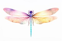 Chinese dragonfly insect animal white background.
