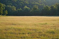 Empty scene of meadow grassland outdoors woodland.