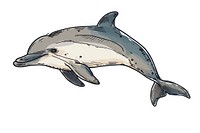 Hand-drawn sketch cute dolphin animal mammal fish.