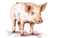 Hand-drawn sketch cute pig mammal animal boar.