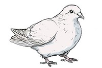 Hand-drawn sketch dove drawing animal pigeon.