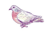 Hand-drawn sketch dove drawing animal bird.