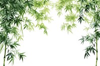 Bamboo forest backgrounds plant leaf.