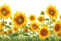 Big golden sunflower field in the countryside backgrounds outdoors plant.