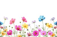 Colorful small flowers backgrounds outdoors nature.