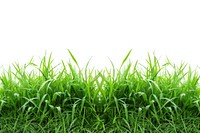 Real grass borders backgrounds outdoors plant.
