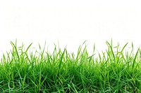 Real grass borders backgrounds plant green.