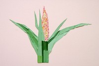 Corn filed flower plant corn.
