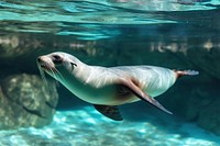 Side view underwater photo of natural sea lion animal outdoors mammal.