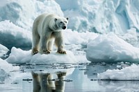 Skinny polar bear standing on small ice berg wildlife outdoors nature. AI generated Image by rawpixel.