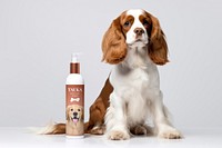 Spaniel and pet lotion bottle