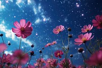  Cosmos outdoors blossom flower. AI generated Image by rawpixel.