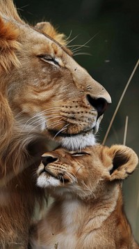 Lion mother and lion cub wildlife animal mammal.