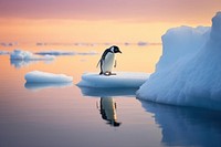 A penguin standing on melting ice berg outdoors nature animal. AI generated Image by rawpixel.