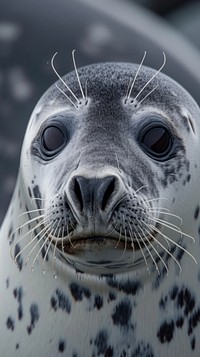 Seal wildlife animal mammal.