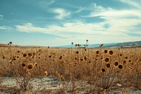 Dried wither flower fields landscape outdoors horizon. AI generated Image by rawpixel.