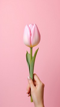  Tulip holding flower petal. AI generated Image by rawpixel.