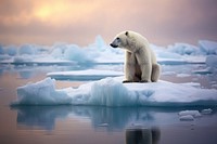 Polar bear standing on small ice berg wildlife outdoors nature. AI generated Image by rawpixel.