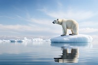 Polar bear standing onmelting ice berg wildlife outdoors nature. 