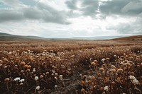 Wither flower fields landscape outdoors nature. AI generated Image by rawpixel.