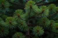 Pine tree background wallpaper backgrounds plant fir.