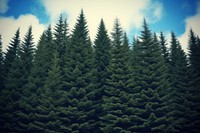 Pine tree background wallpaper backgrounds outdoors nature.