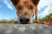 Dog outdoors mammal animal.