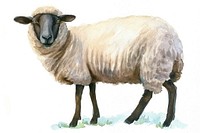 Sheep livestock animal mammal.