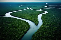 Amazon River outdoors nature forest.