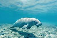 Underwater photo of full body of dugong animal outdoors mammal.