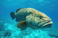 Underwater photo of goliath grouper animal outdoors aquatic.